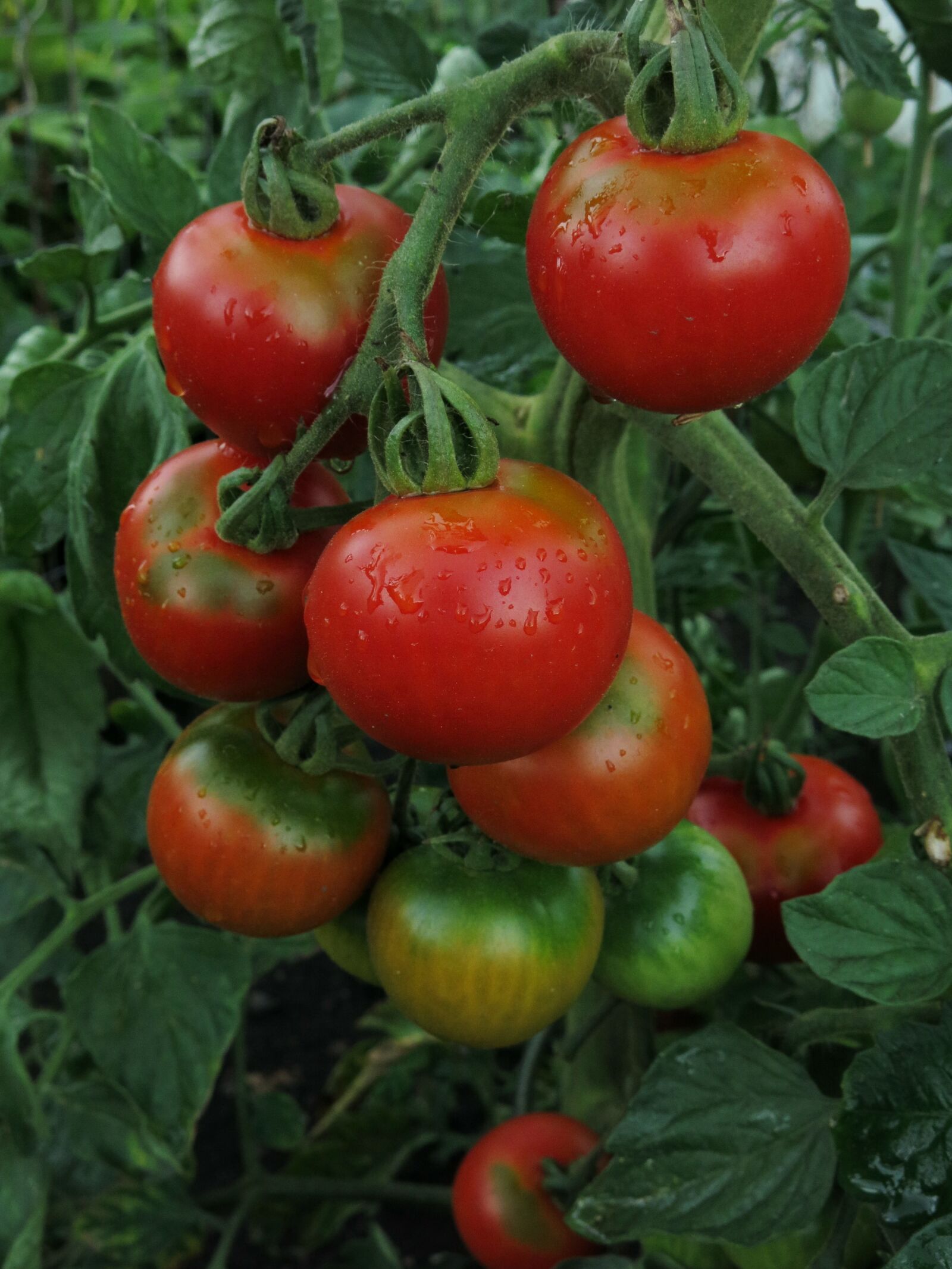 Canon PowerShot G15 sample photo. Tomatoes, resin fire, vegetables photography