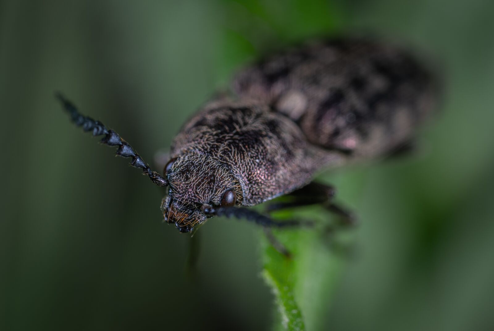 #124 65/2.8 sample photo. Insect, beetle, macro photography