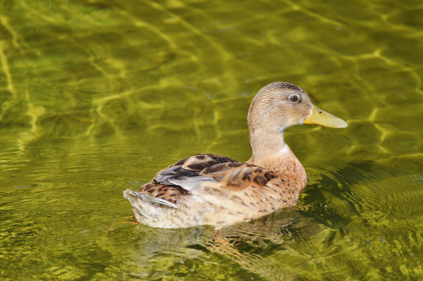 Nikon D3200 sample photo. Ducks, young duck, waterfowl photography