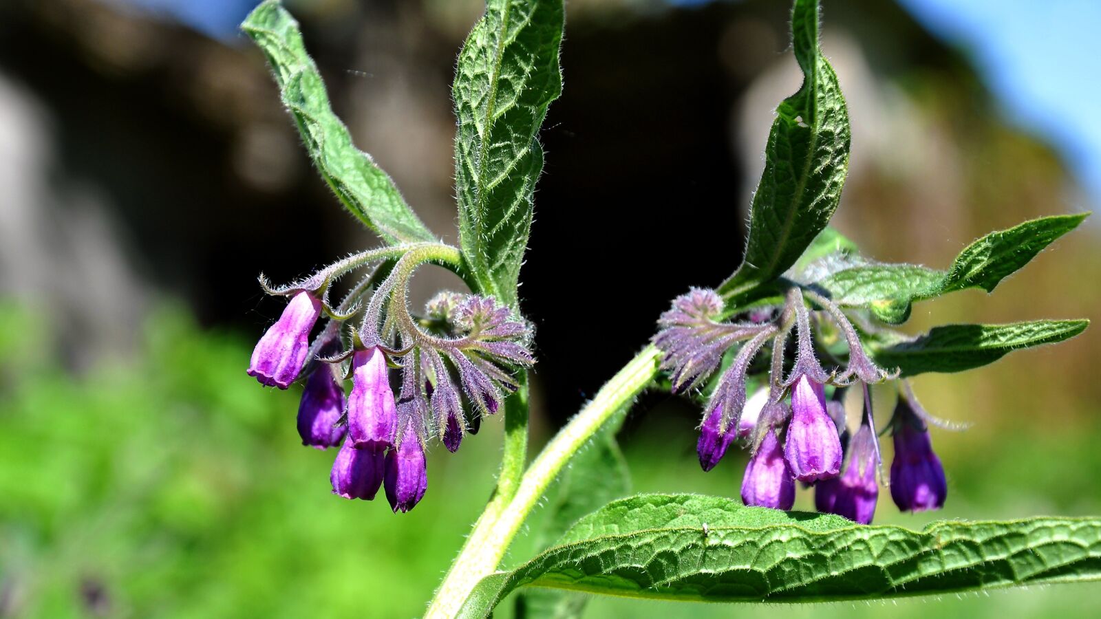 Nikon D90 sample photo. Comfrey, spring, nature photography