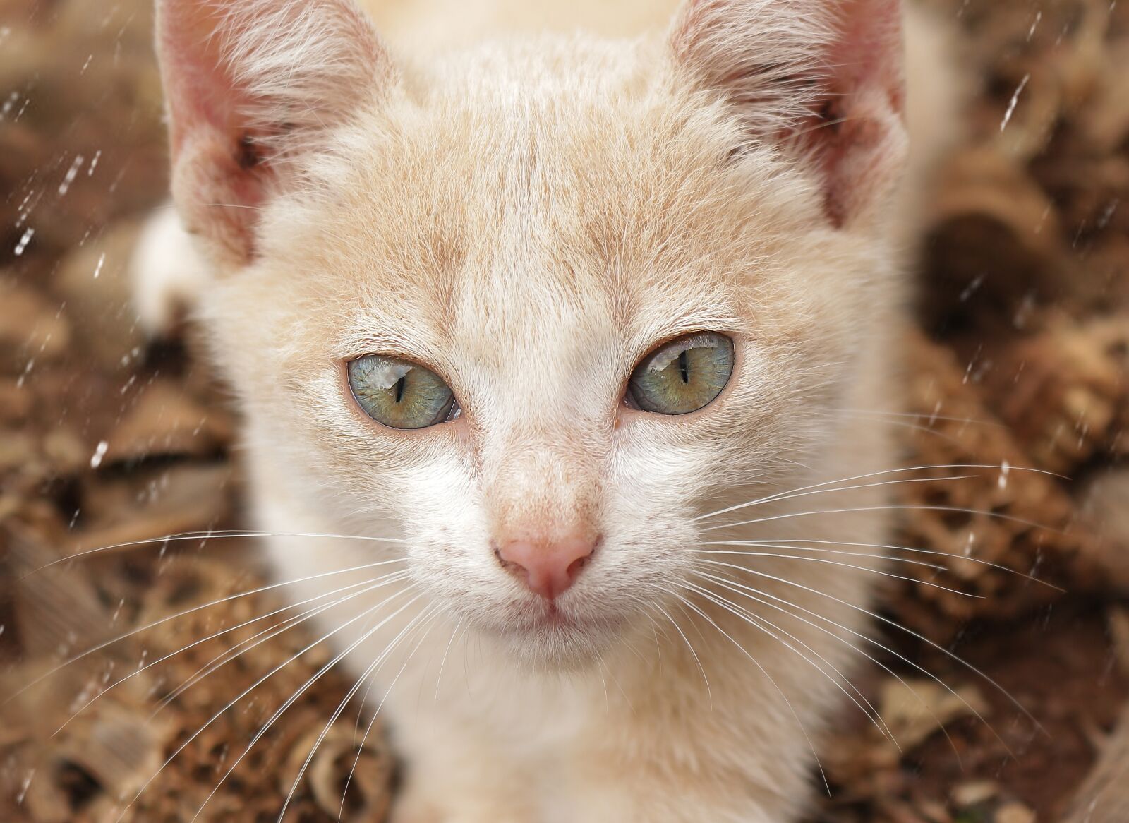 Canon EOS 700D (EOS Rebel T5i / EOS Kiss X7i) + Canon EF-S 18-55mm F3.5-5.6 IS STM sample photo. Cat, cats, kitten photography