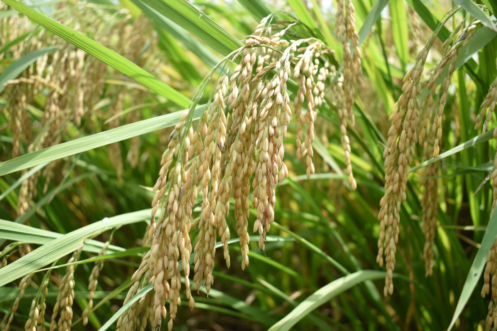 Nikon D3500 sample photo. Crop, field, rice photography