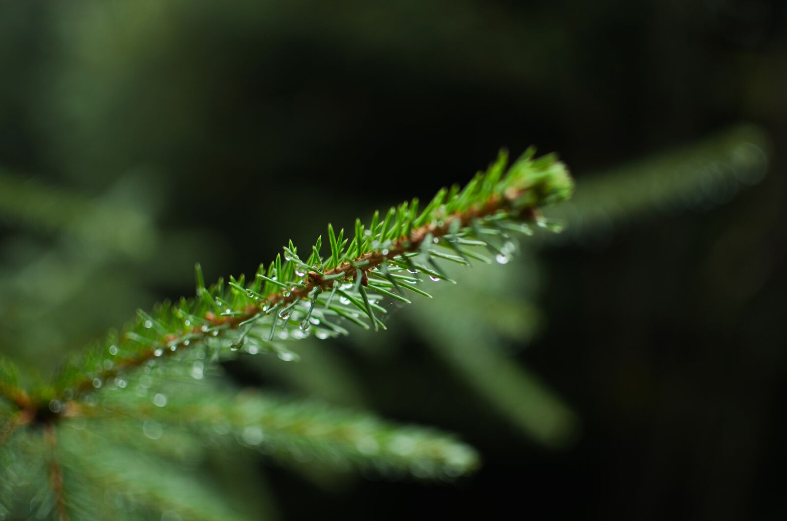 Nikon D5100 sample photo. Fir tree, pine, tree photography