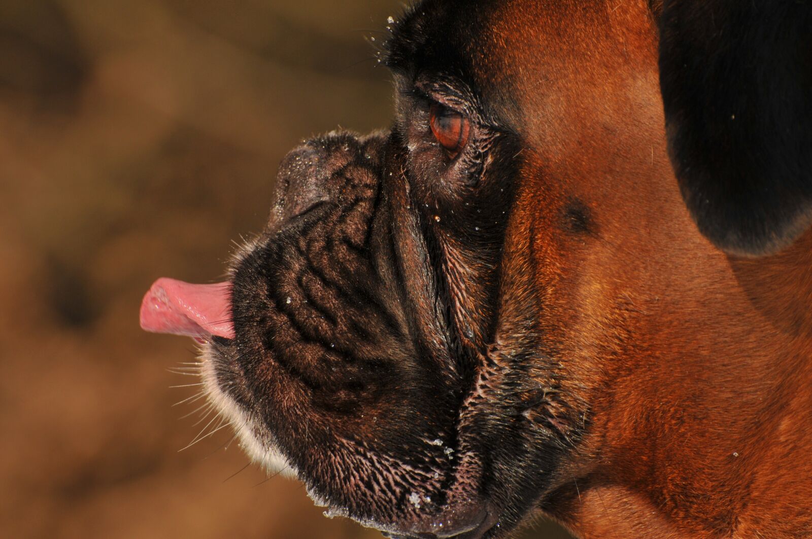 Nikon D300 sample photo. Boxer dog, animal, nature photography