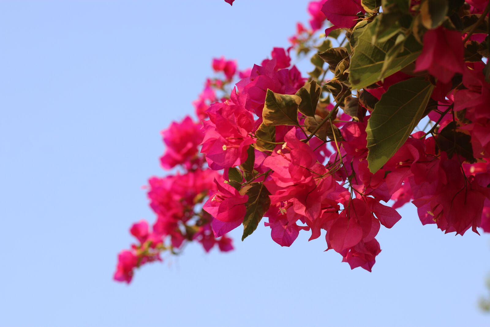 Canon EOS 70D + Canon EF 50mm F1.8 STM sample photo. Flowers, pink, nature photography