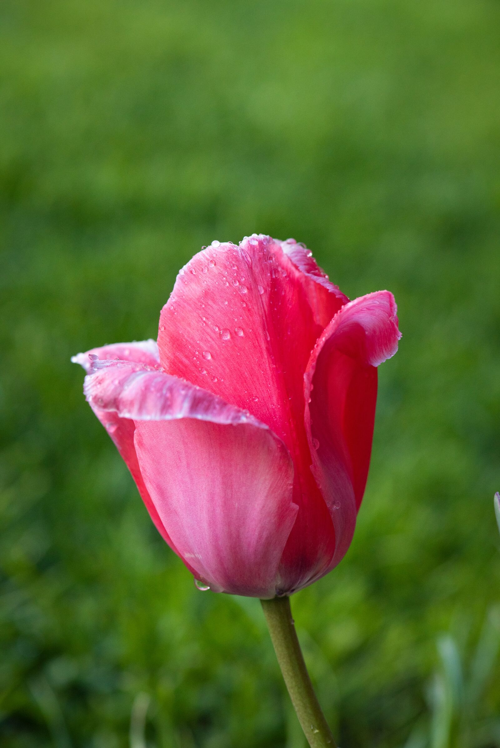 Nikon D750 sample photo. Tulip, flower, blossom photography