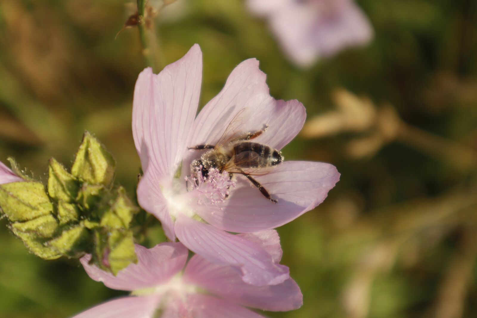 Canon EF-M 15-45mm F3.5-6.3 IS STM sample photo. Bee, insect, macro photography