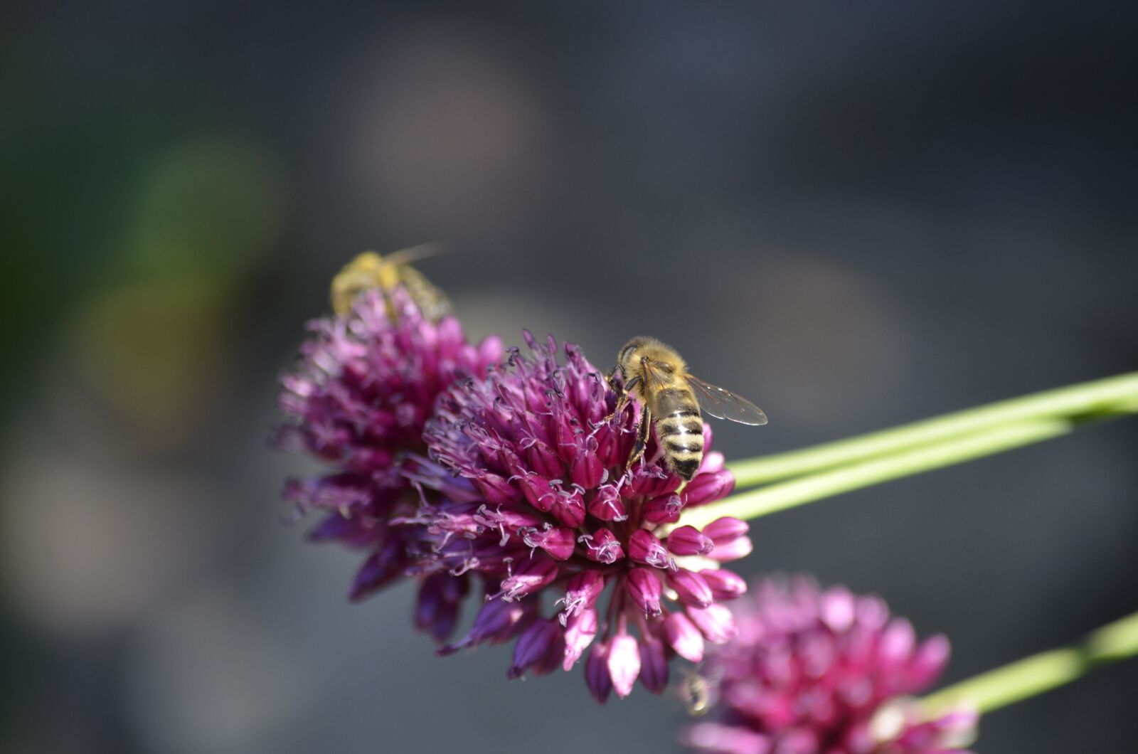 Nikon D5100 sample photo. Bee, blossom, bloom photography