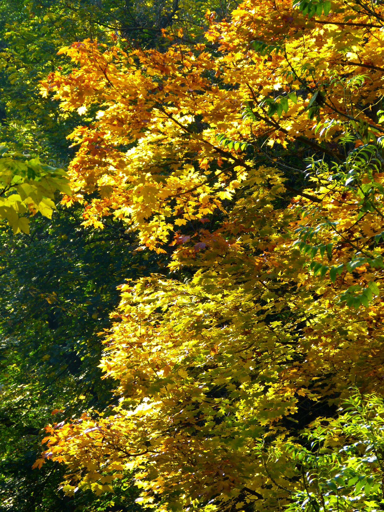 Panasonic Lumix DMC-FZ150 sample photo. Tree, colorful, leaves photography