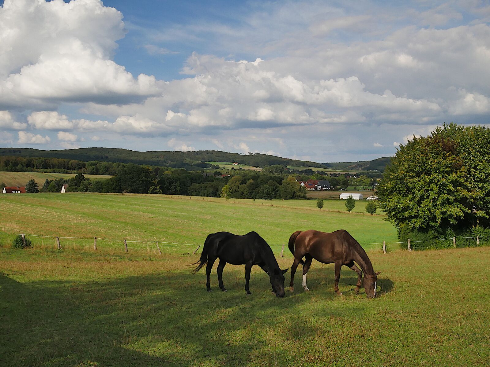 Panasonic DMC-G70 sample photo. Horses, landscape, ride photography