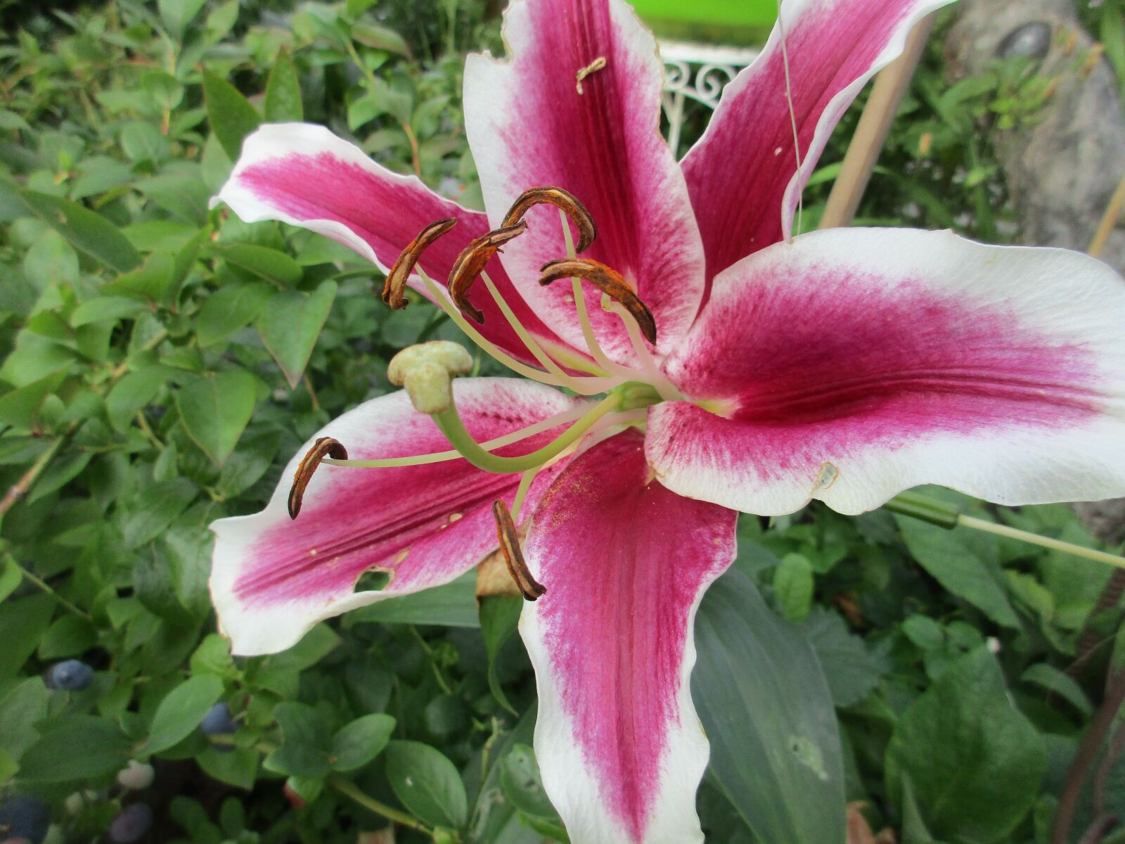 Canon PowerShot ELPH 170 IS (IXUS 170 / IXY 170) sample photo. Lilly, magenta lilly, flower photography