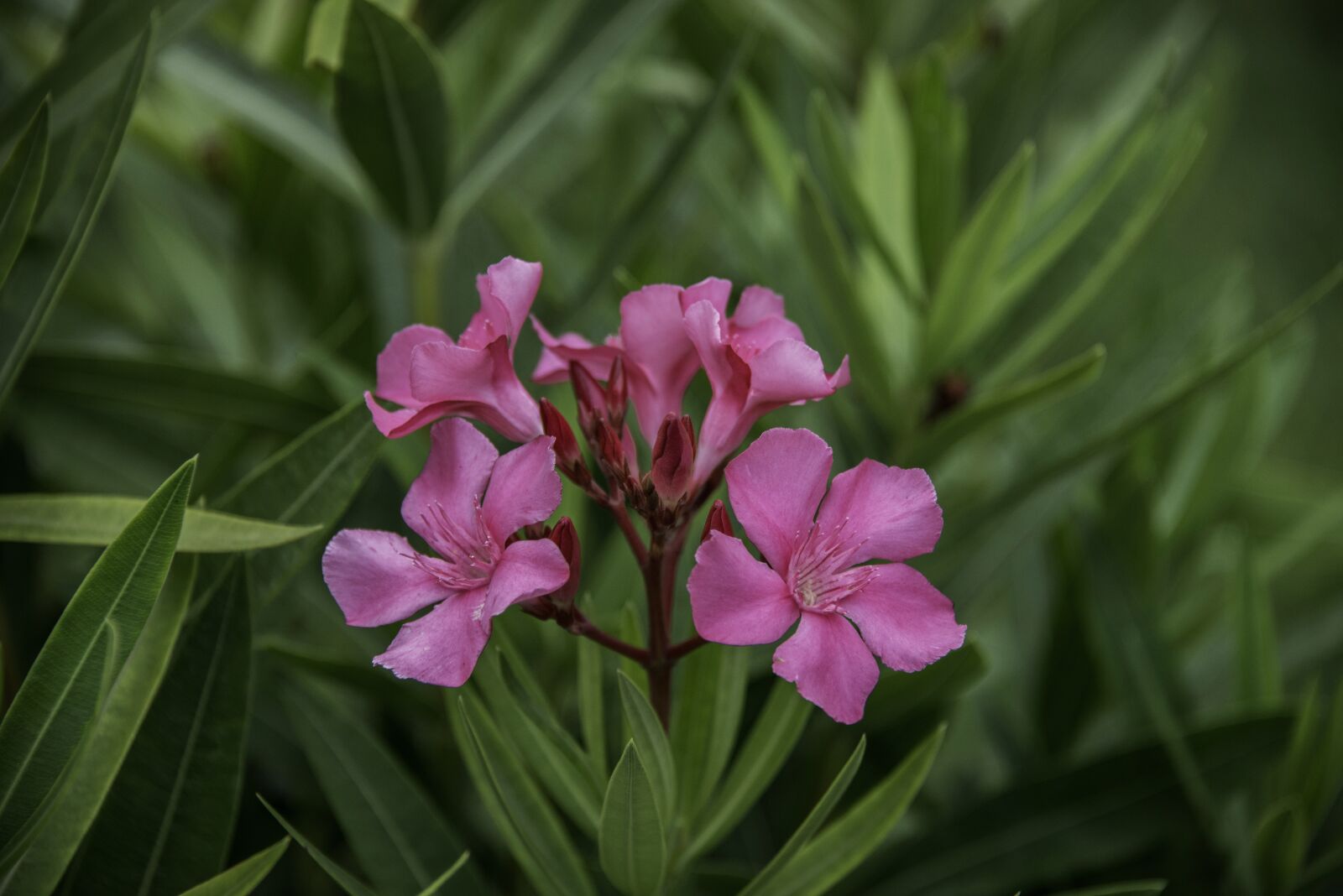 Nikon D800 sample photo. Flower, garden, pink photography