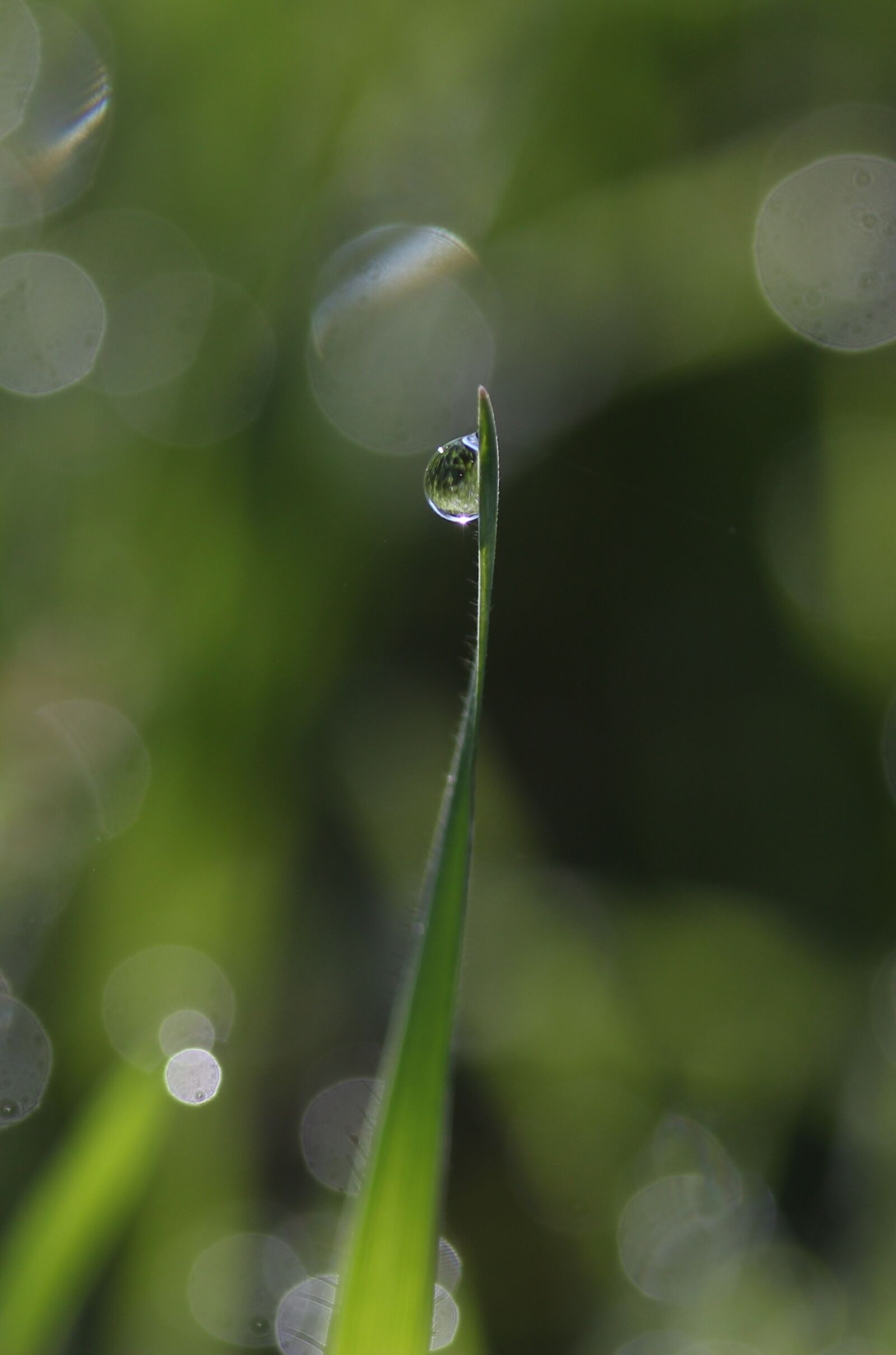 Canon EF-S 60mm F2.8 Macro USM sample photo. Grass, dew, green photography