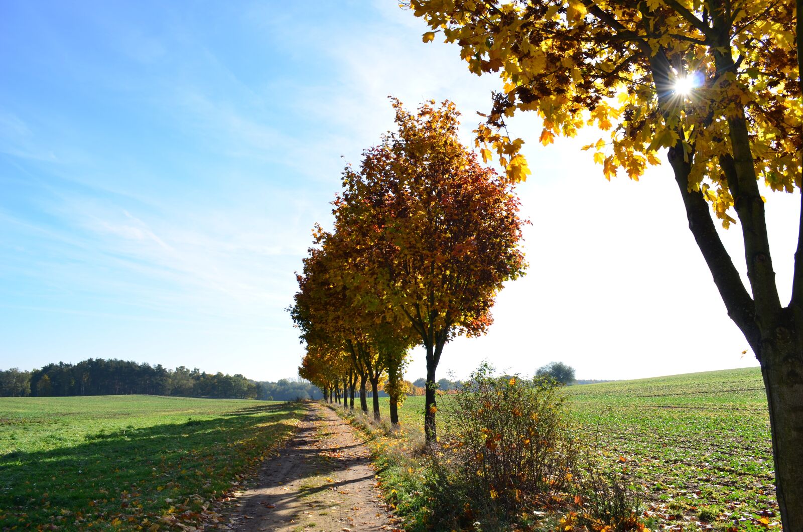 Nikon D5100 sample photo. Autumn, avenue, trees photography