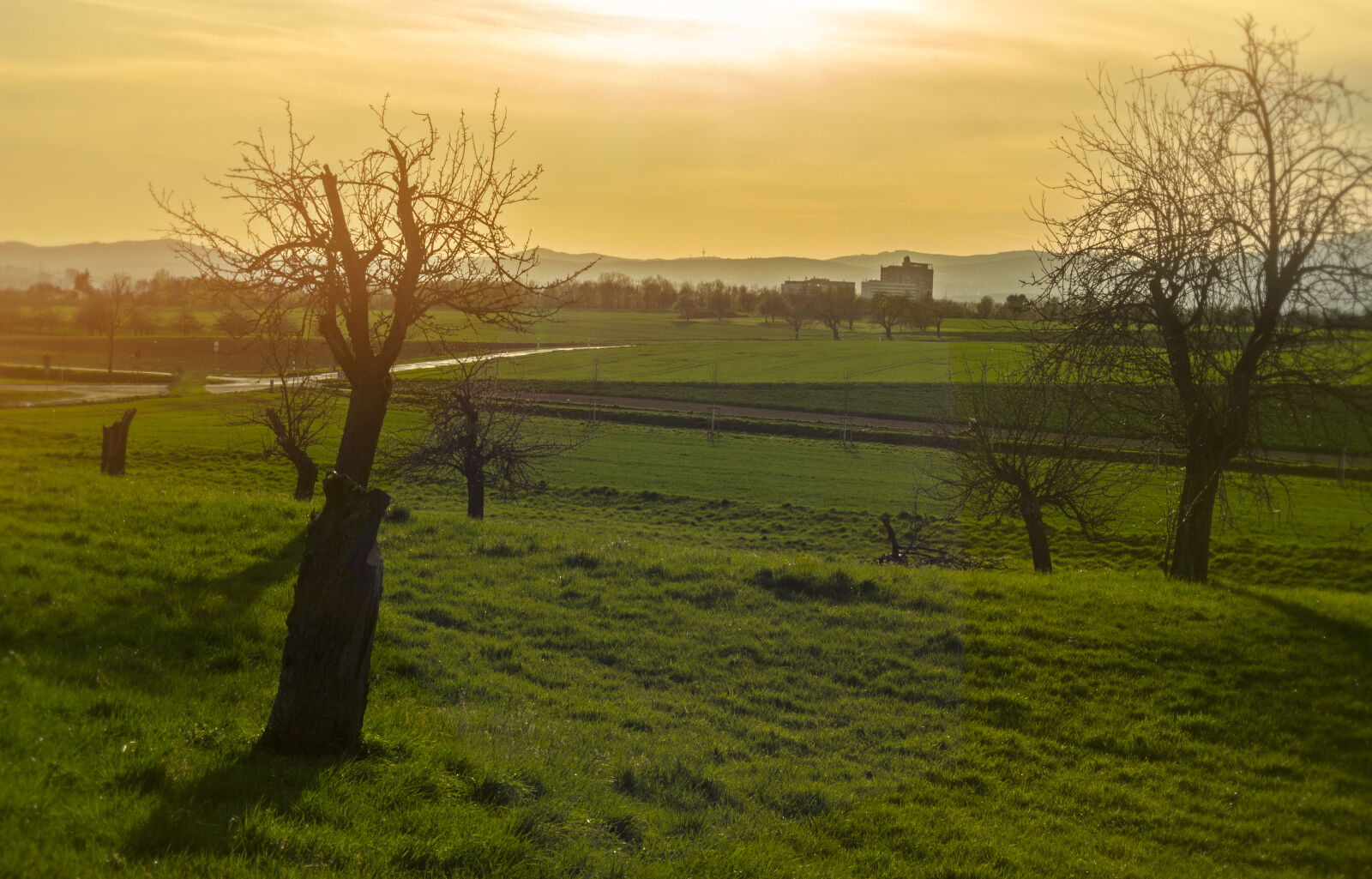 Canon EOS 600D (Rebel EOS T3i / EOS Kiss X5) + Canon EF 50mm F1.8 II sample photo. Evening, green, meadow, trees photography