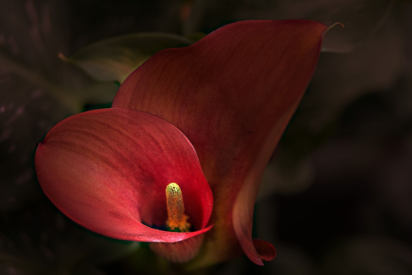 Sony SLT-A77 sample photo. Flower, anthurium, blossom photography