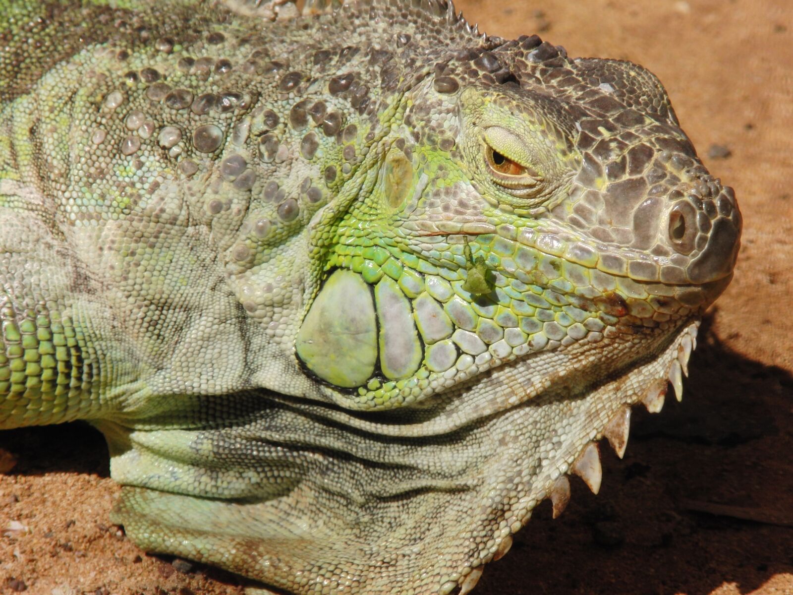 CASIO EX-FH20 sample photo. Lizard, iguana, reptile photography
