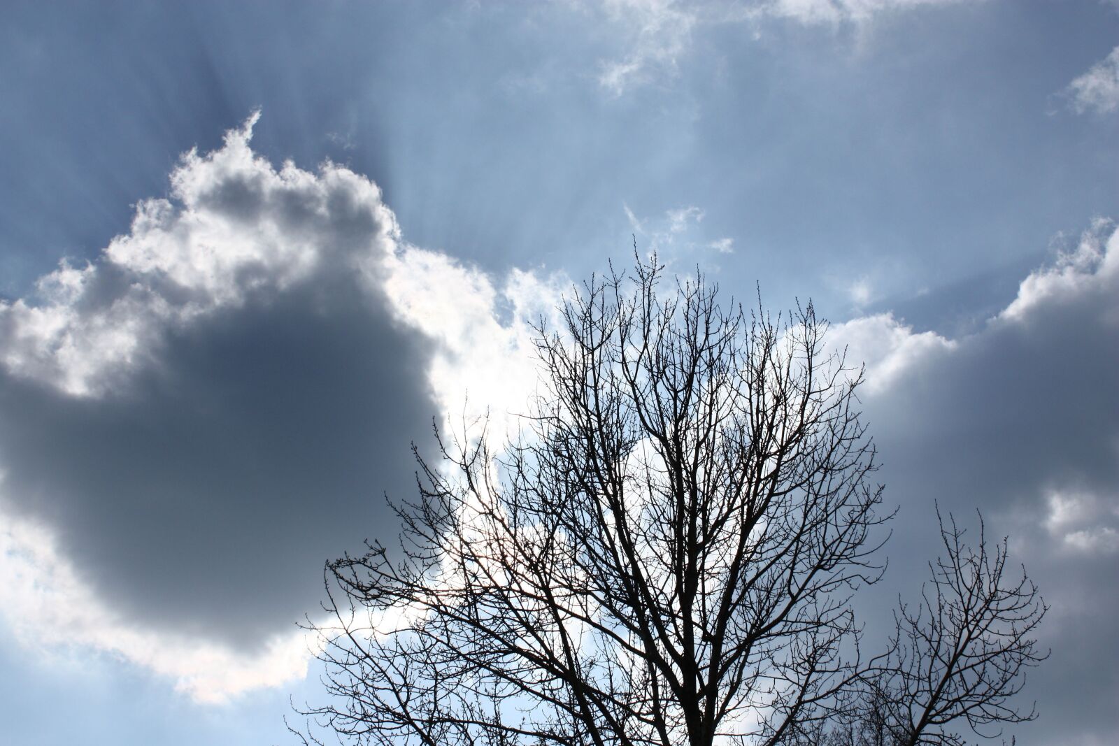 Canon EOS 450D (EOS Rebel XSi / EOS Kiss X2) sample photo. Nature, branches, clearances photography