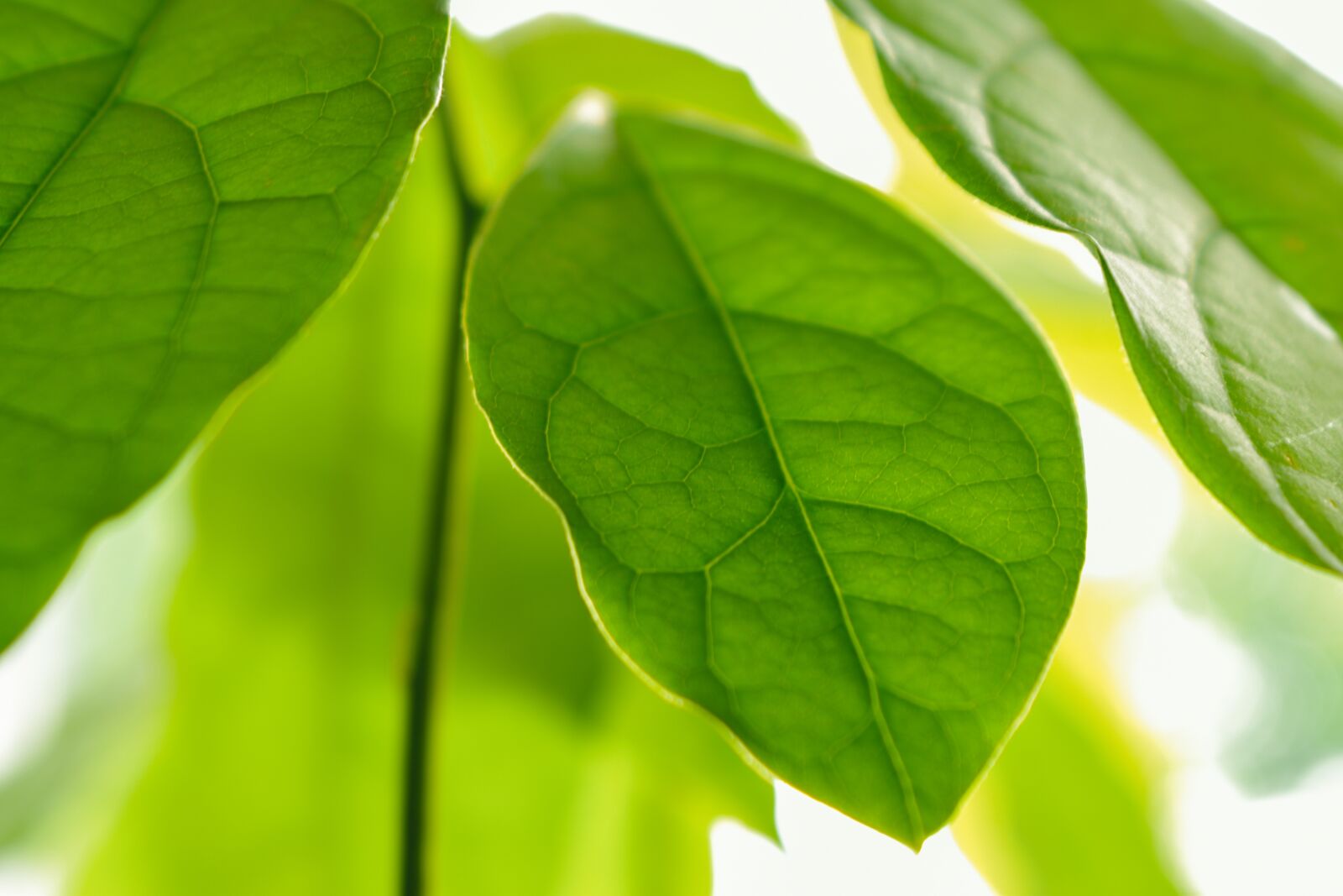 Nikon D5600 sample photo. Avocado leaves, avocado, leaf photography