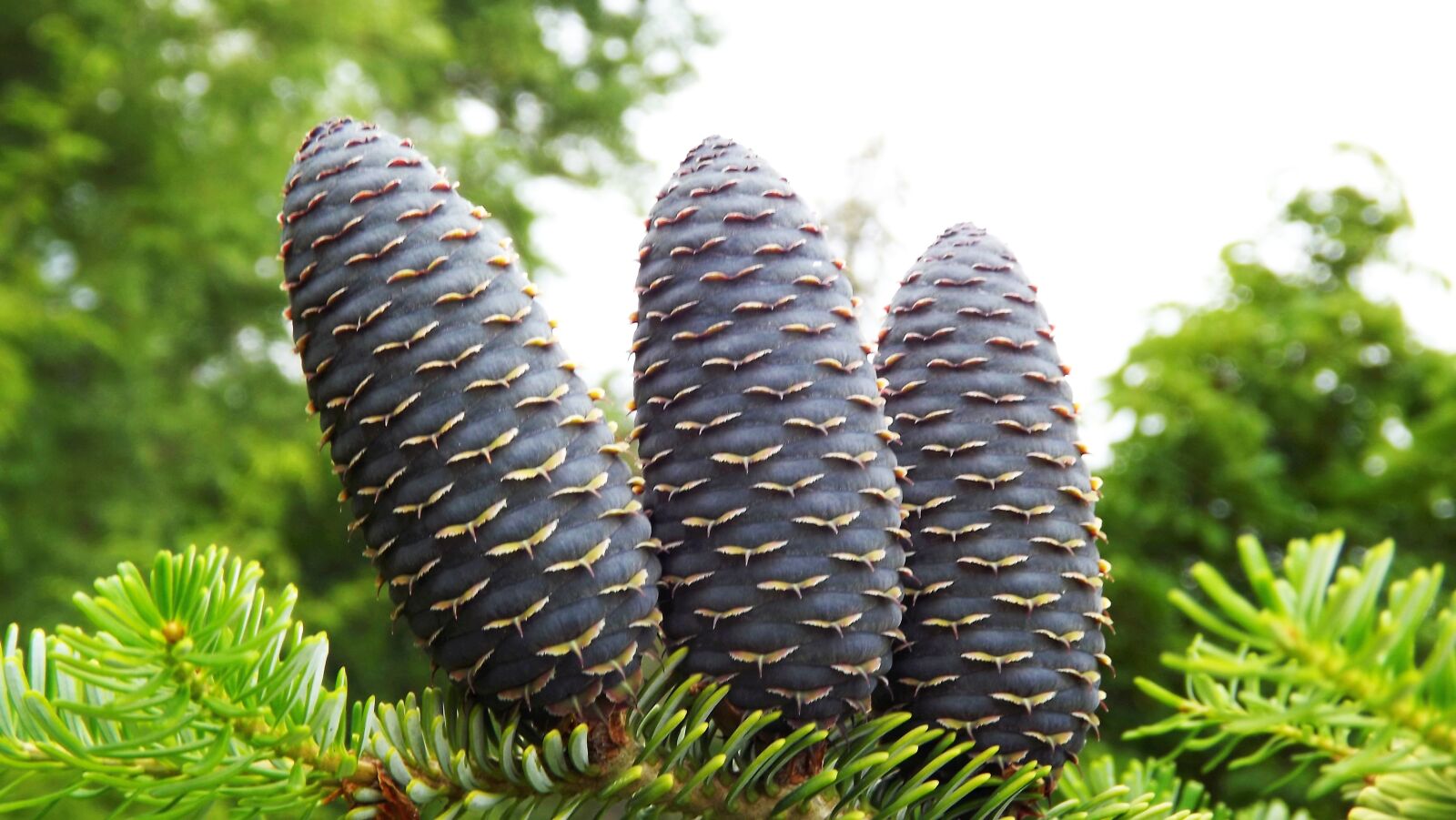 Fujifilm FinePix S3400 sample photo. Needle, larch cones, green photography