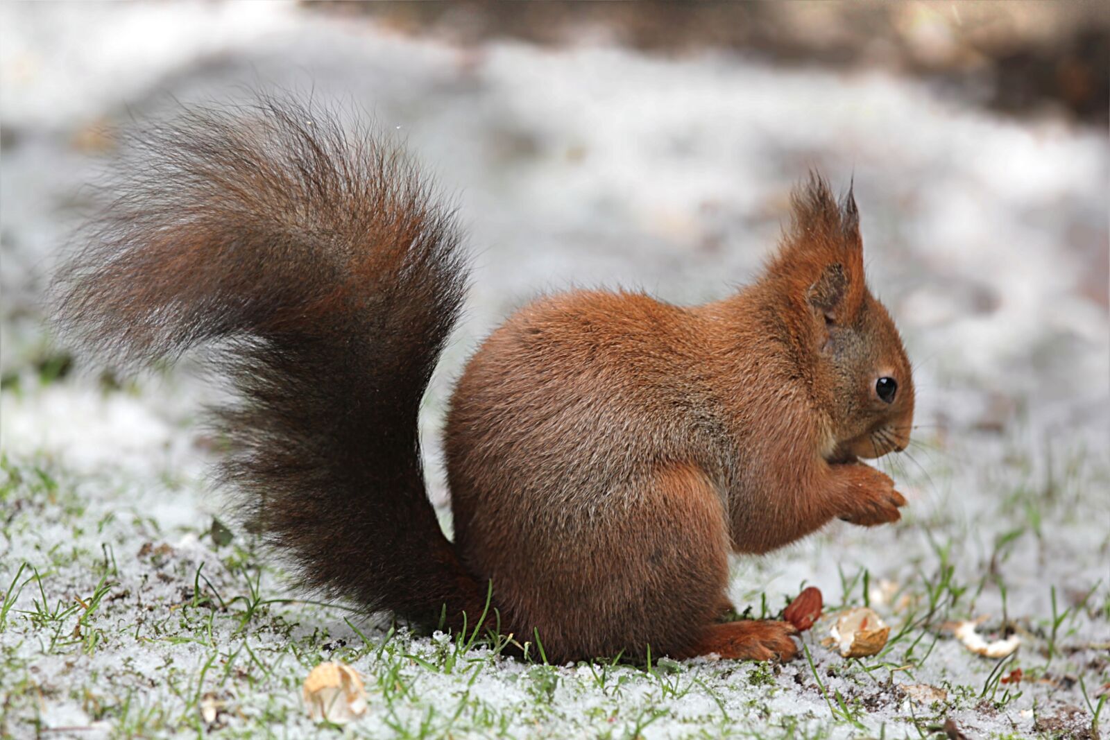 Canon EOS 550D (EOS Rebel T2i / EOS Kiss X4) sample photo. Animal, rodent, squirrel photography