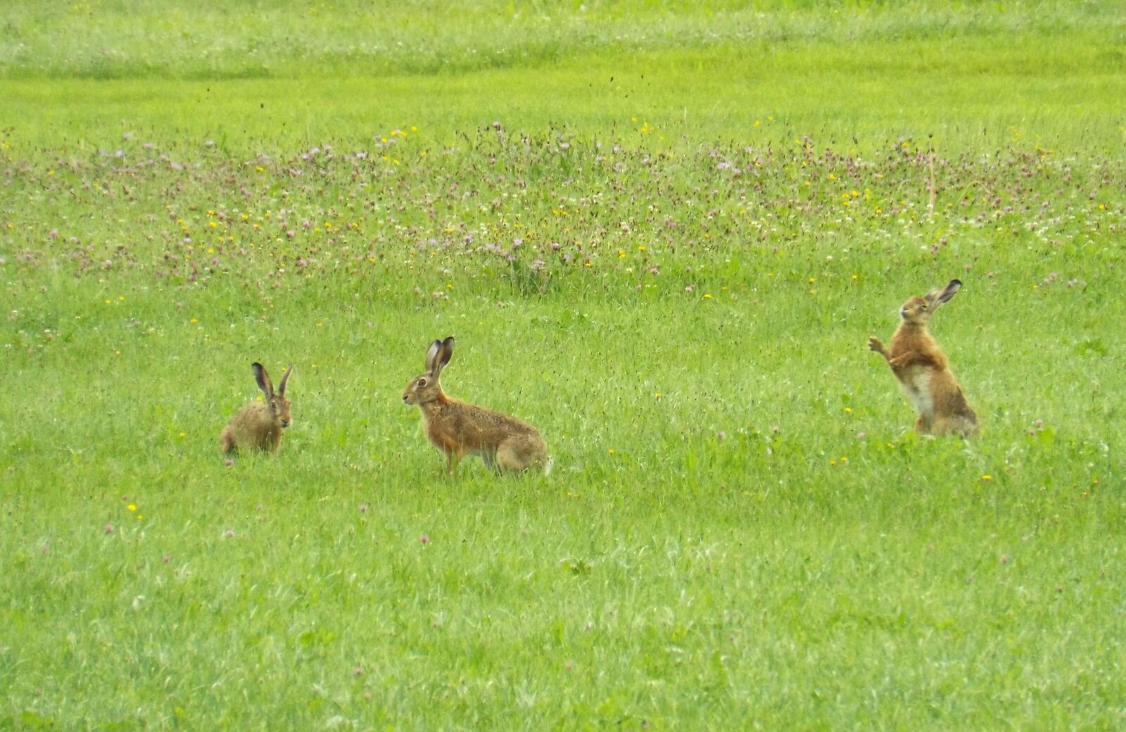 Fujifilm FinePix S6800 sample photo. Hare, rabbit, wild hare photography