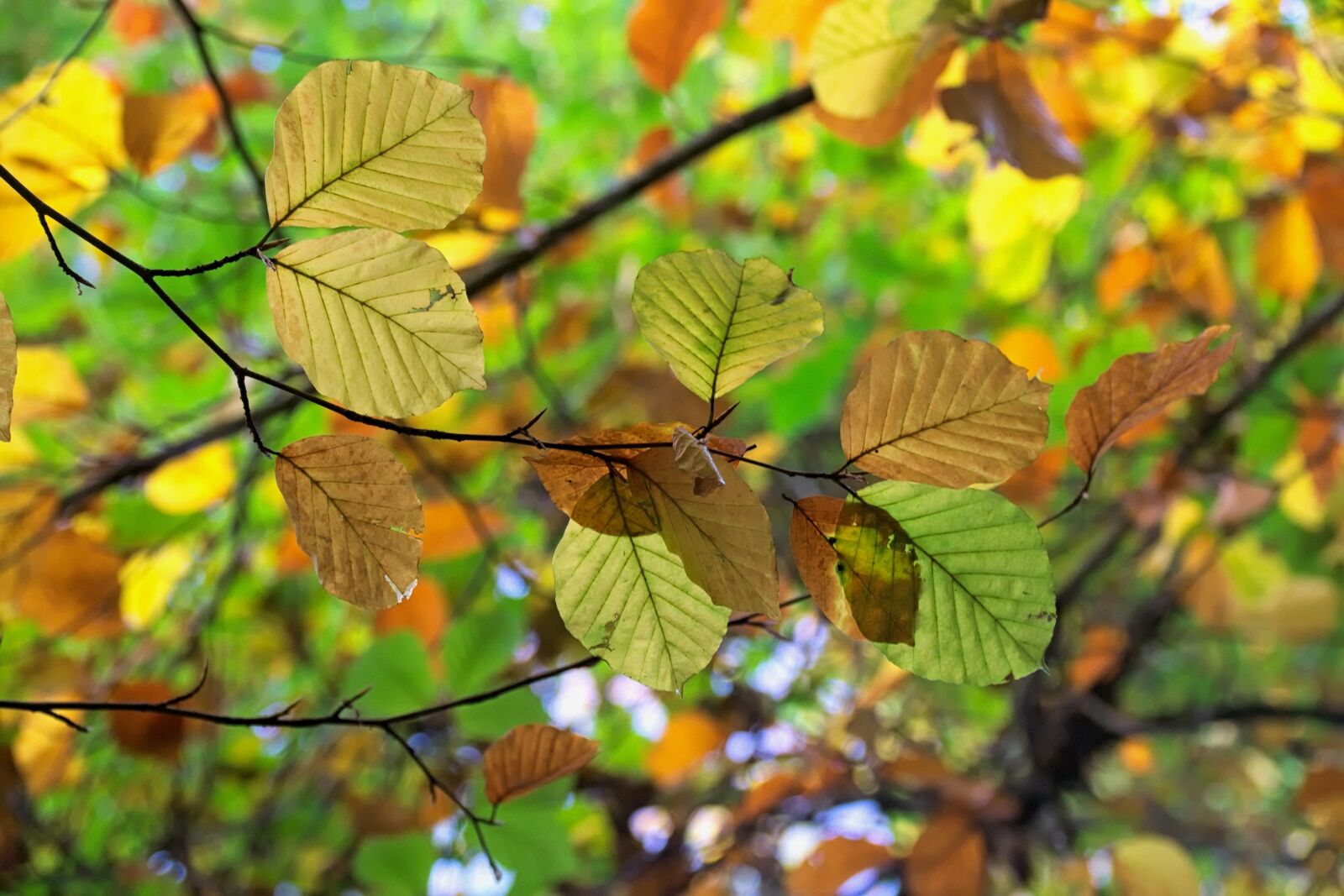 Nikon D3300 sample photo. Autumn, autumn gold, foliage photography