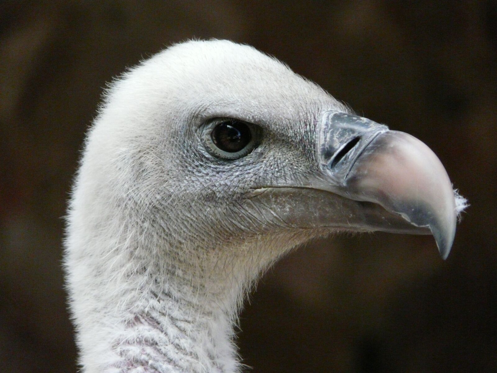 Panasonic DMC-FZ18 sample photo. Vulture ruppel, vulture, bird photography