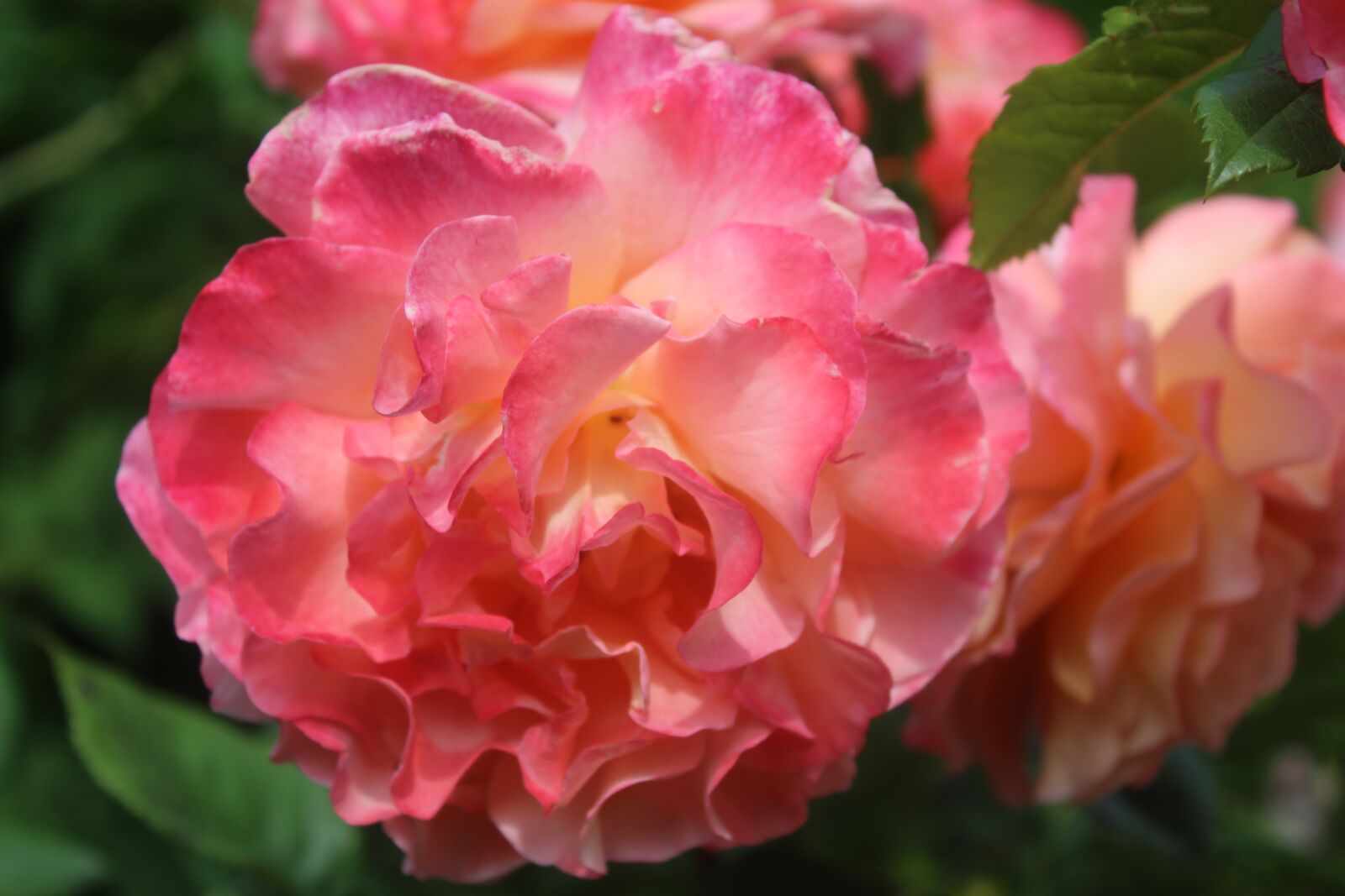 Canon EOS 1300D (EOS Rebel T6 / EOS Kiss X80) sample photo. Rose, flower, pink rose photography