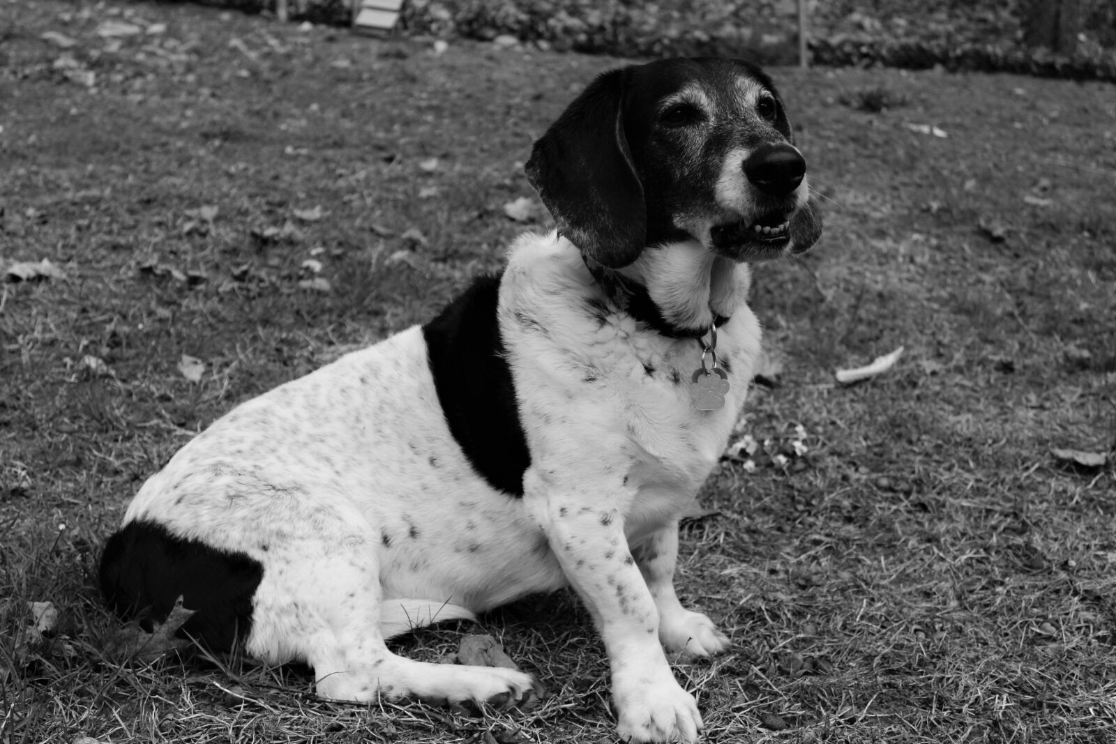 Canon EOS 1200D (EOS Rebel T5 / EOS Kiss X70 / EOS Hi) sample photo. Black, and, white, dog photography