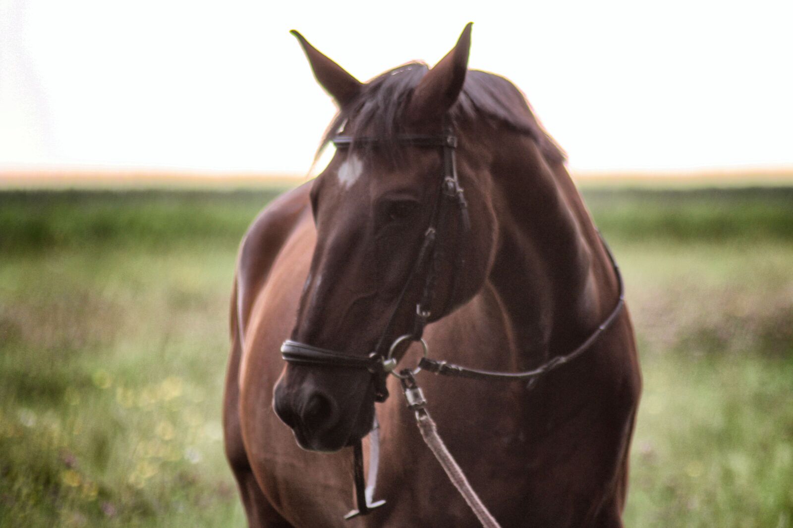 Canon EOS 700D (EOS Rebel T5i / EOS Kiss X7i) sample photo. Horse, brown, animal photography