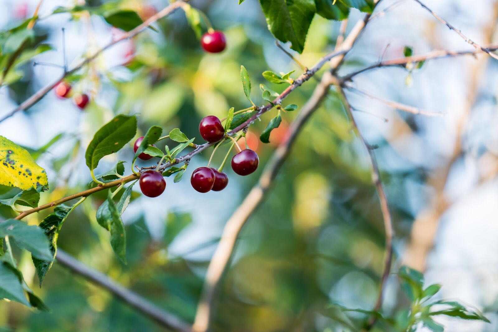 Nikon D7200 sample photo. Cherry, berry, red photography