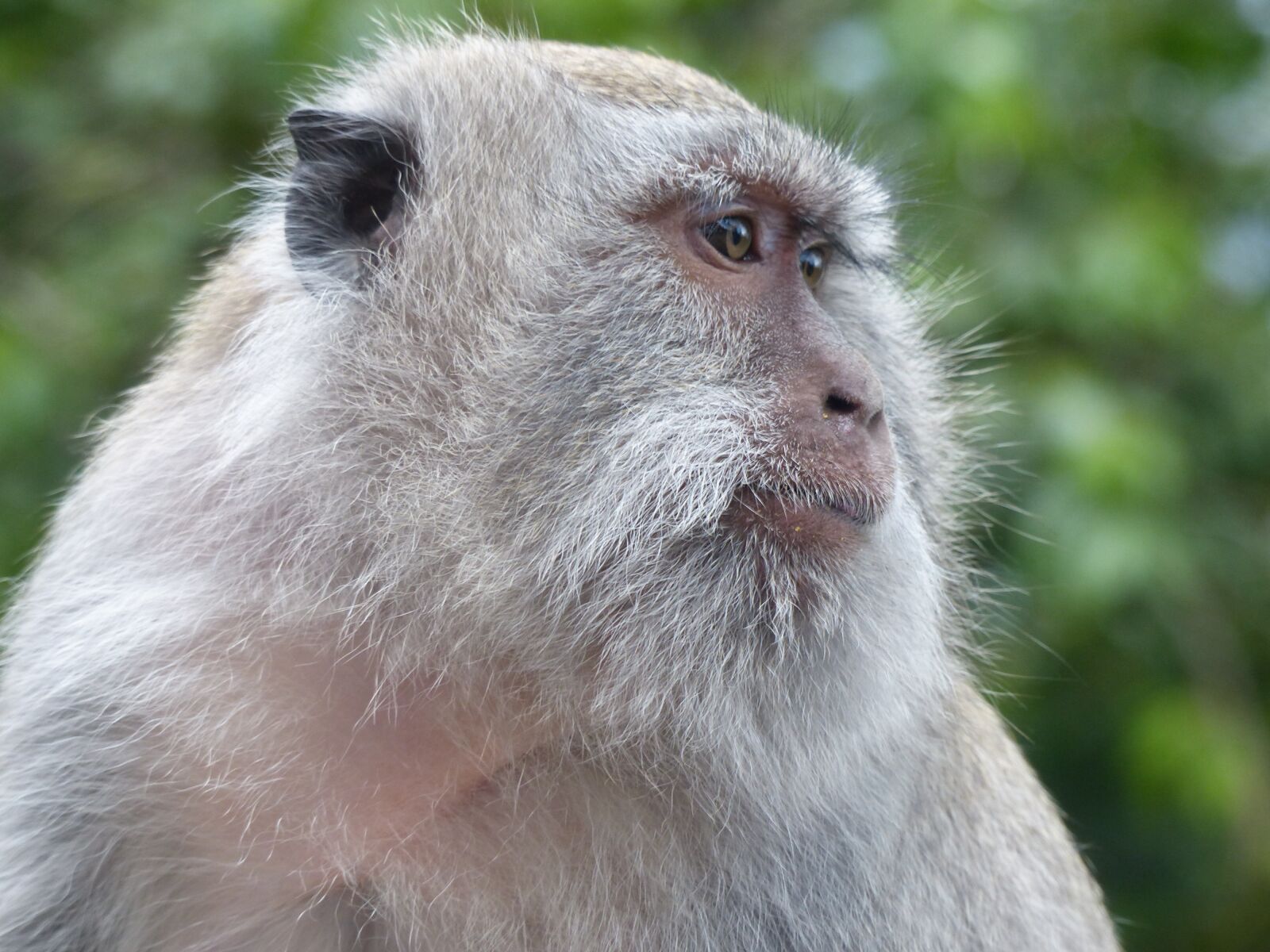 Panasonic Lumix DMC-FZ200 sample photo. Bali, indonesia, monkey photography