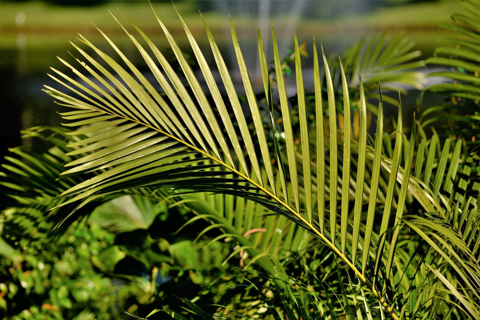Nikon D7100 sample photo. Palm, frond, fern photography