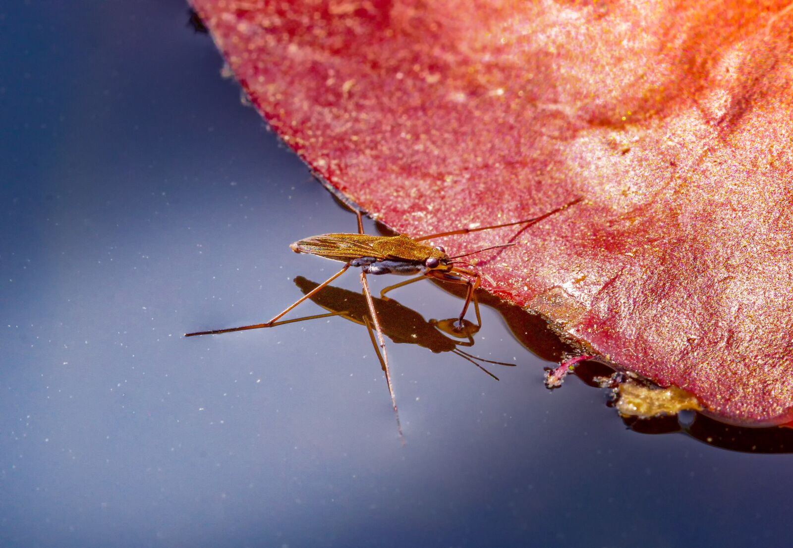 Canon EOS 60D sample photo. Nature, water striders, gerridae photography
