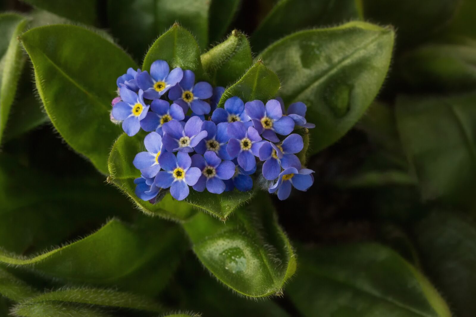 Canon EF-S 60mm F2.8 Macro USM sample photo. Nature, flowers, romance photography