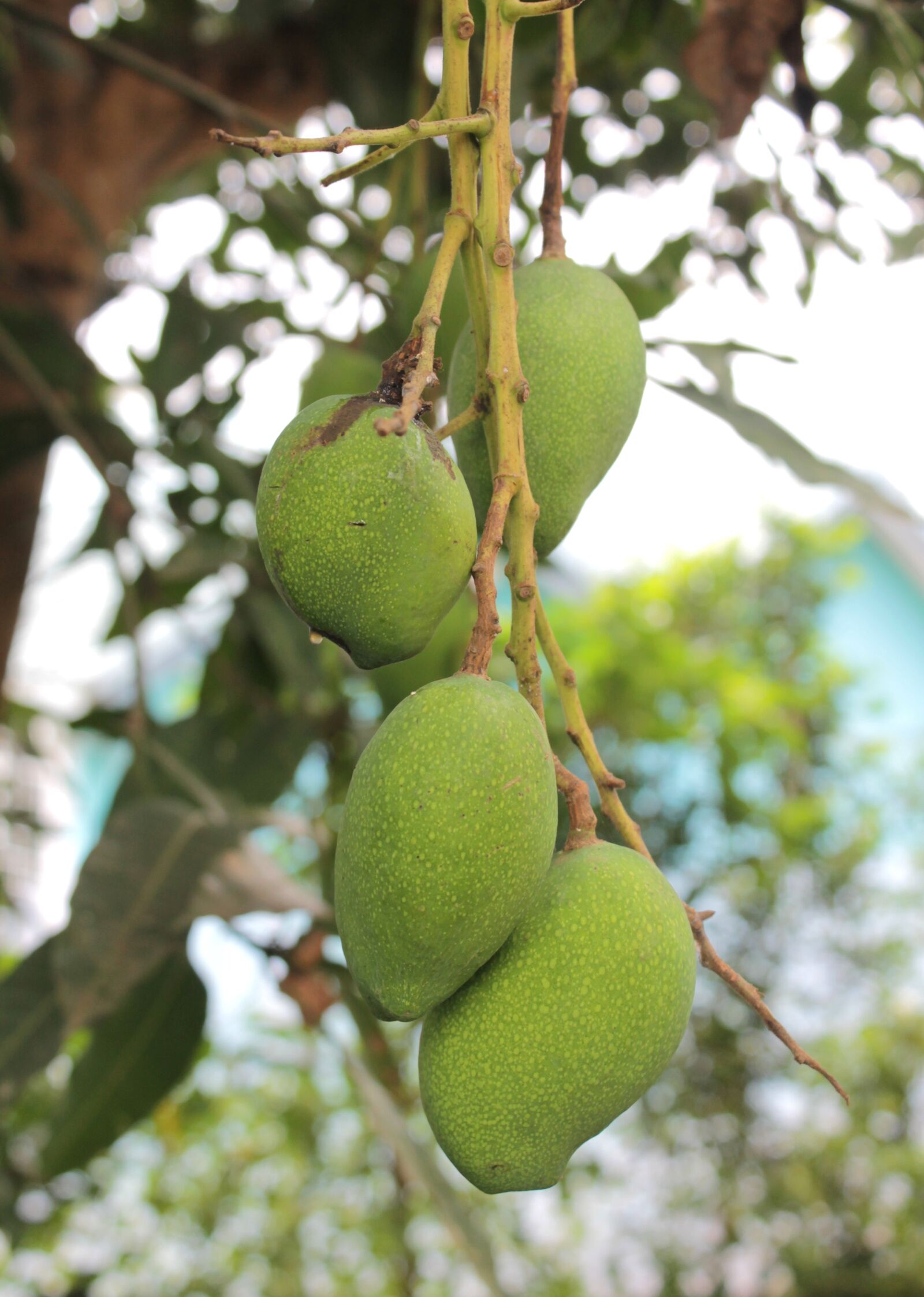 Canon EOS 1100D (EOS Rebel T3 / EOS Kiss X50) sample photo. Mango, fruit, food photography