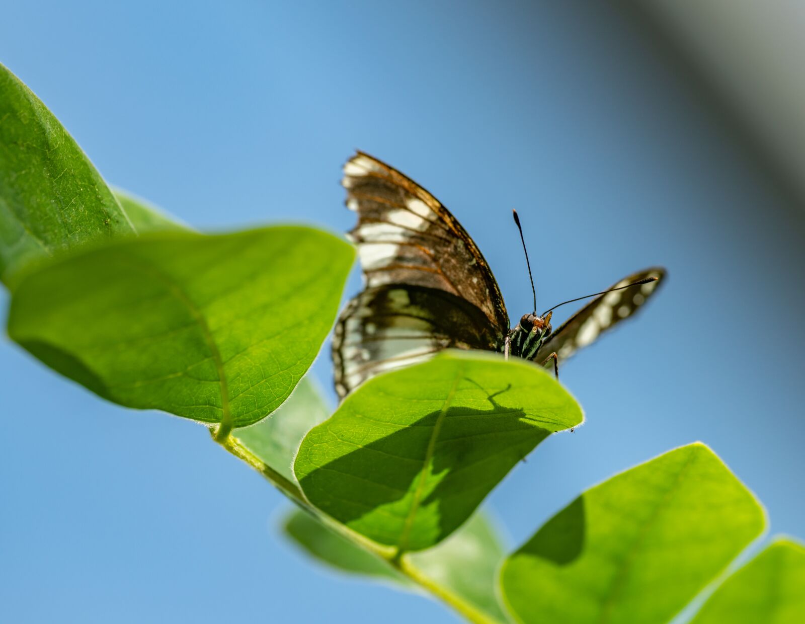Nikon D850 sample photo. Butterfly, branch, foliage photography