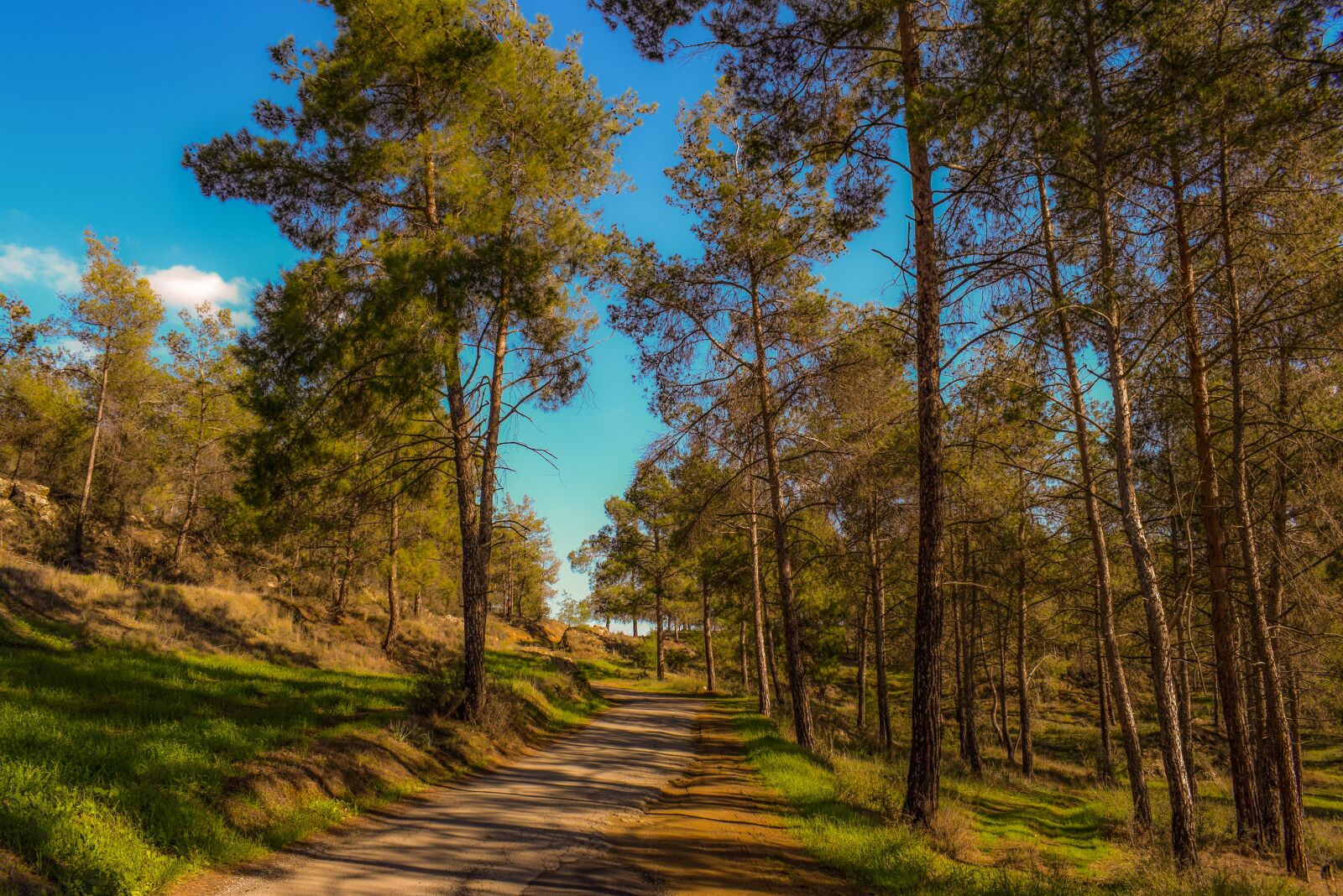 Nikon D3300 sample photo. Road, forest, wood photography
