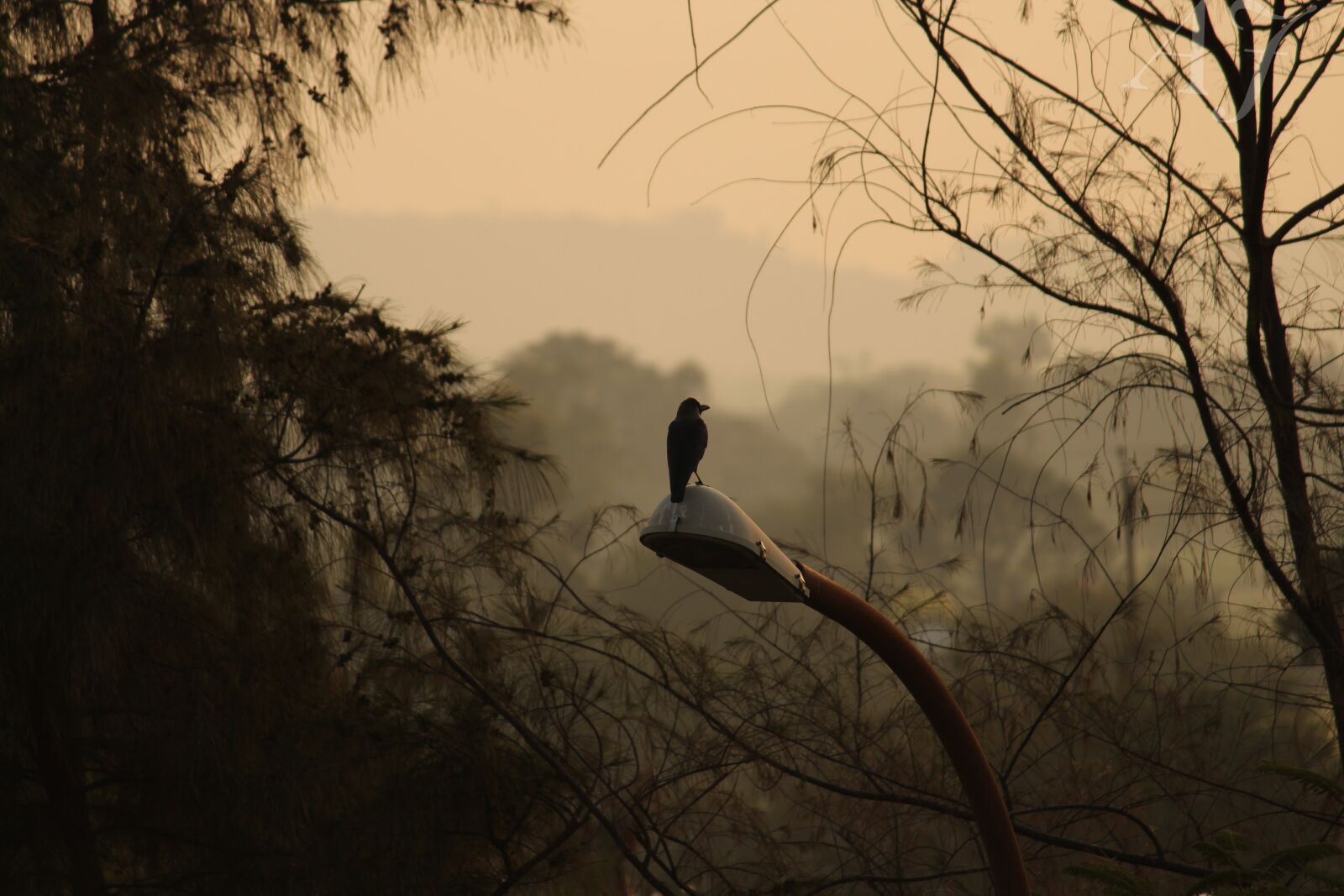 Canon EF-S 55-250mm F4-5.6 IS II sample photo. Bird, clarity, clouds, cloudy photography