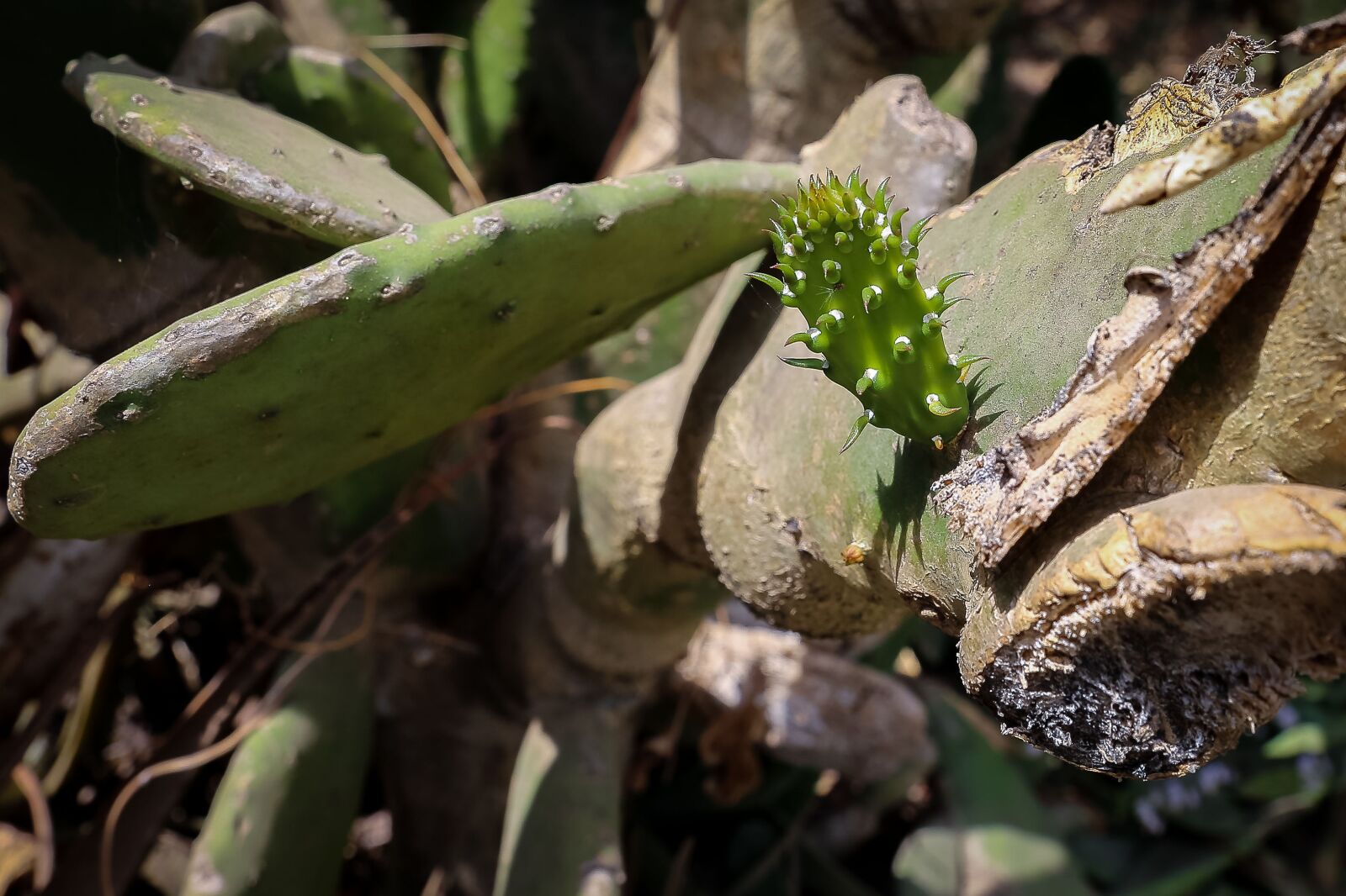 Canon EOS 6D sample photo. Cactus, guatemala, hot photography