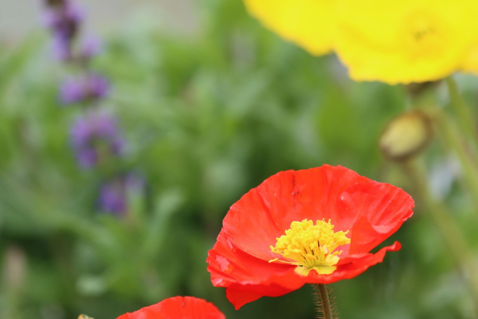 Canon EOS 90D sample photo. Poppy, sage color, meadow photography
