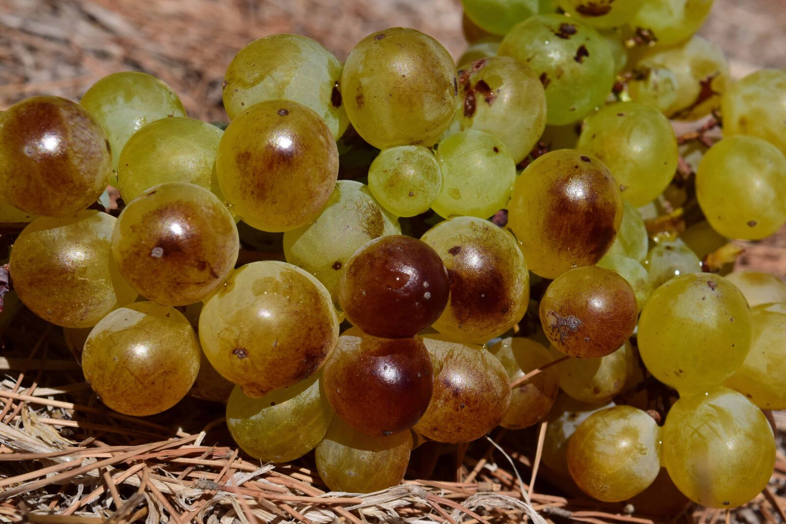 Nikon D3300 sample photo. Nutrition, grapevine, food, viticulture photography