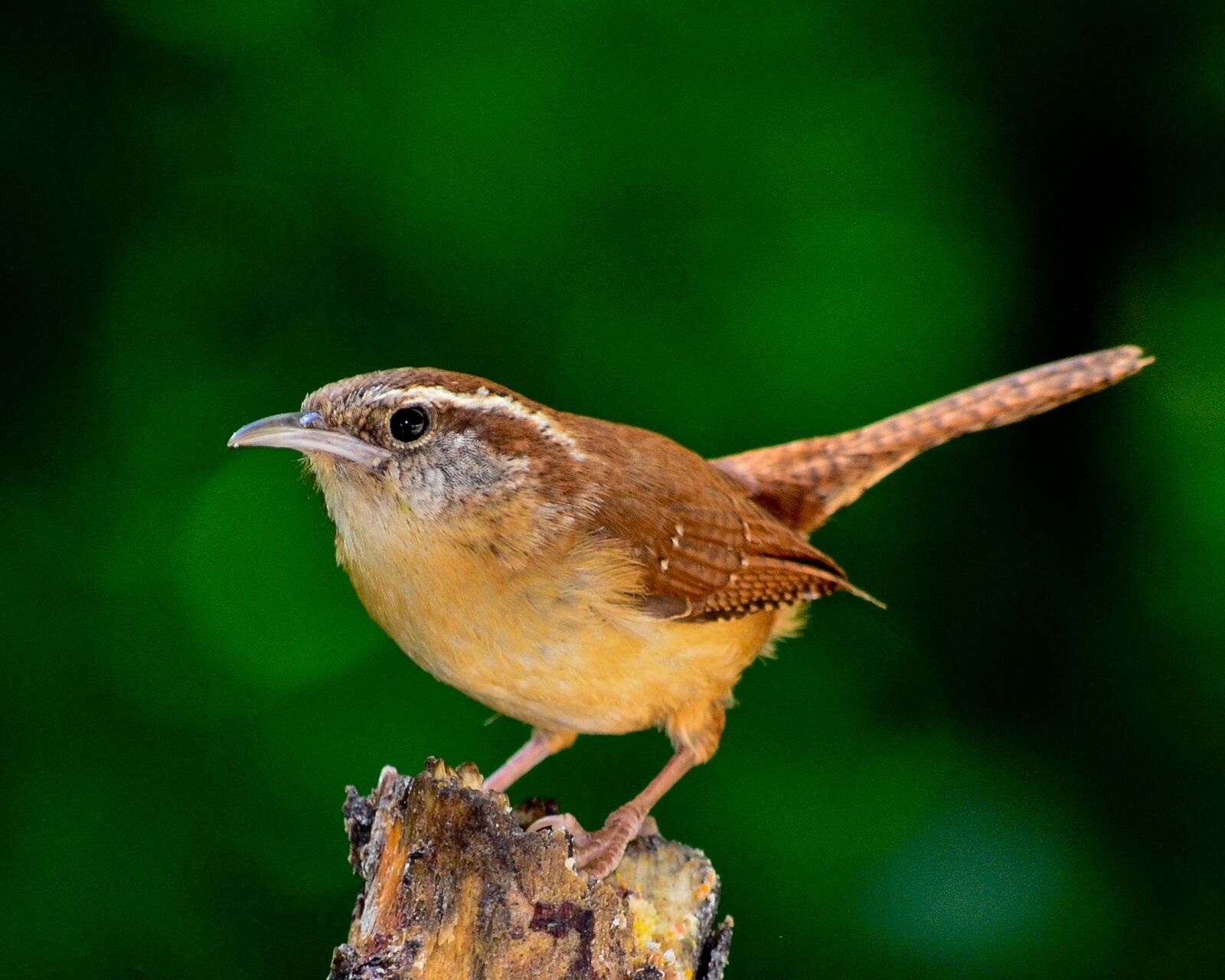 Nikon D5100 sample photo. Bird, nature, outdoors photography