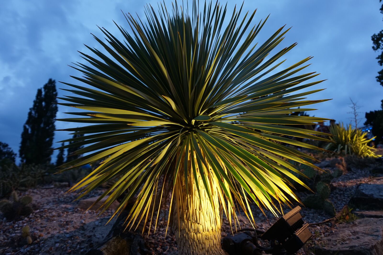 Sony Alpha a5000 (ILCE 5000) sample photo. Nature, tree, palm photography