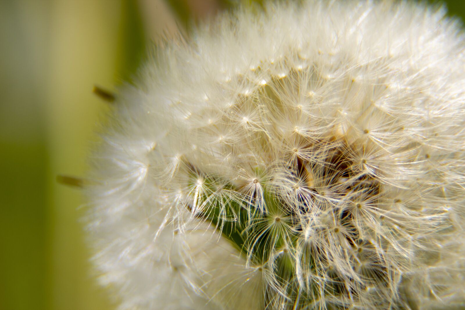 Canon EOS 600D (Rebel EOS T3i / EOS Kiss X5) sample photo. Dandelion, pupava, nature photography