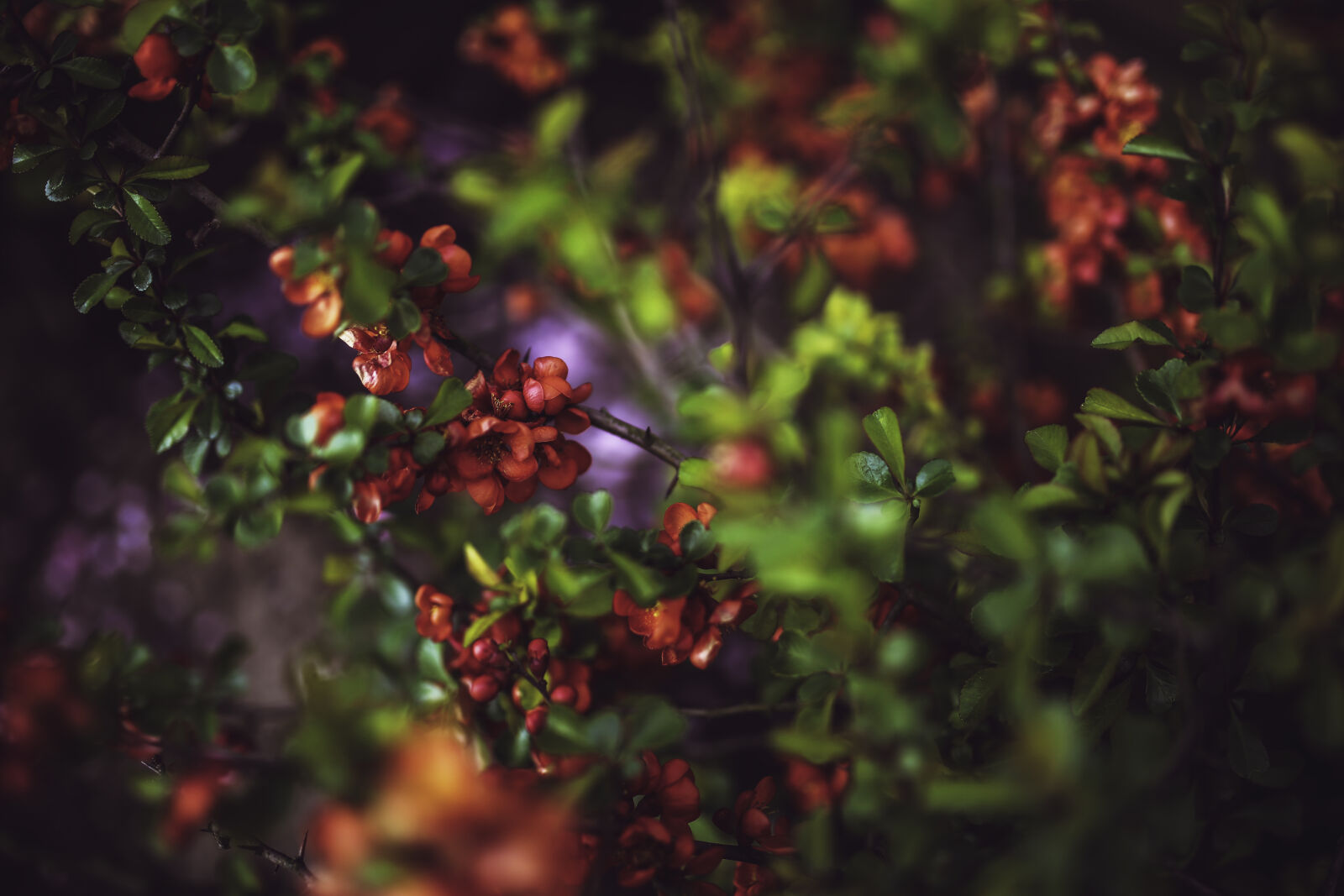 Canon EOS 6D + Sigma 35mm F1.4 DG HSM Art sample photo. Quince, flowers photography