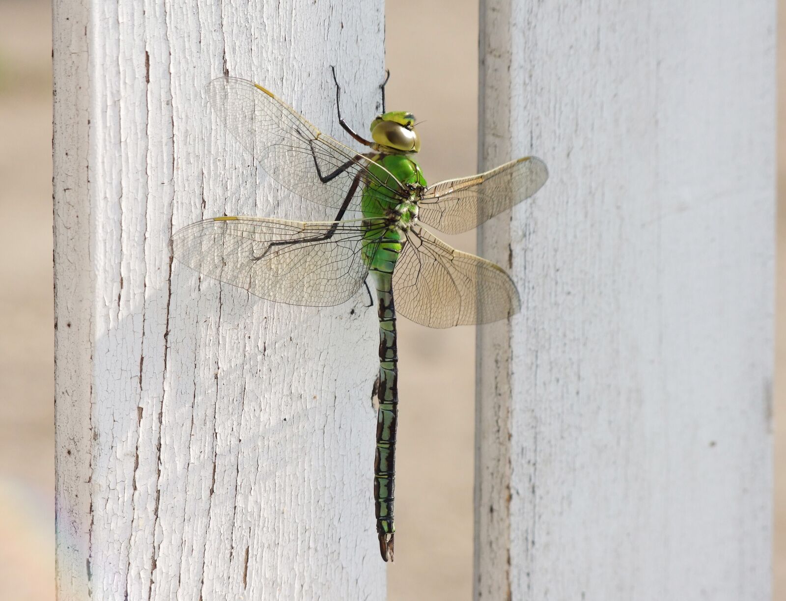 Fujifilm FinePix S100fs sample photo. Dragonfly, insect, wing photography