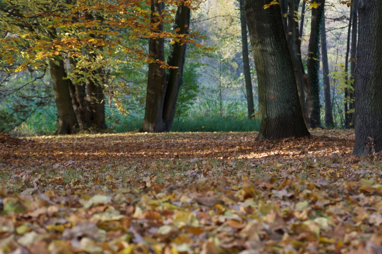 Nikon D7100 sample photo. Autumn, forest, nature photography