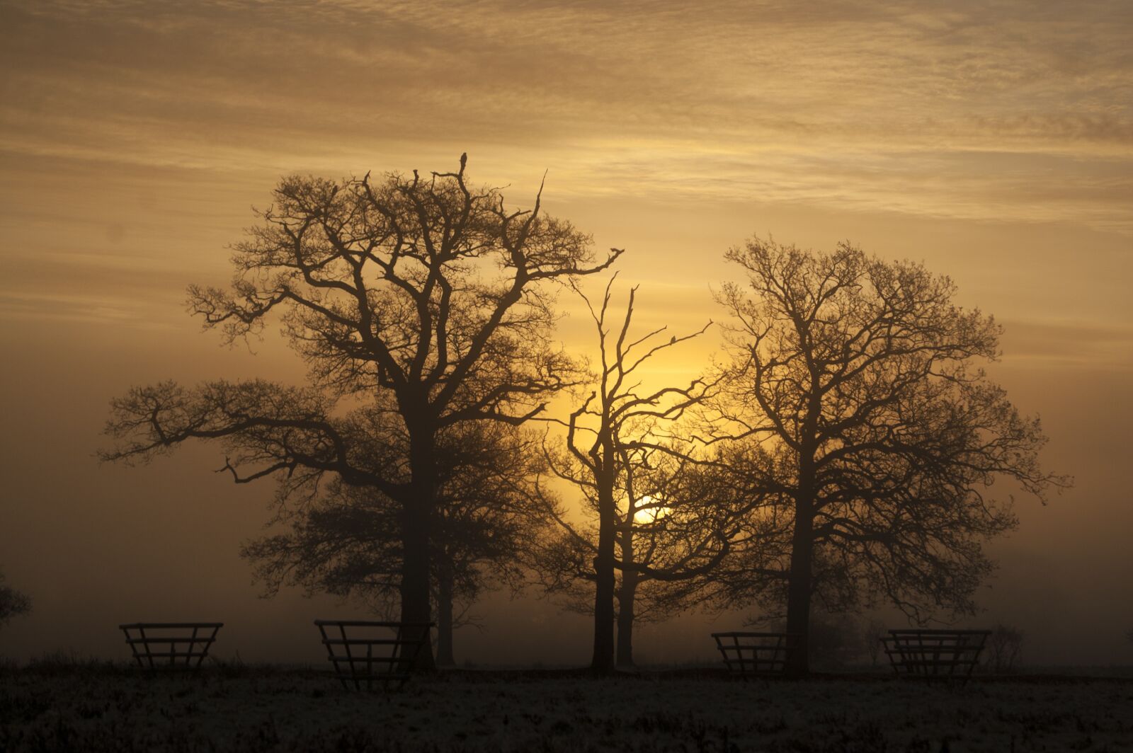 Nikon D40 sample photo. Sunset, tree, silhouette photography